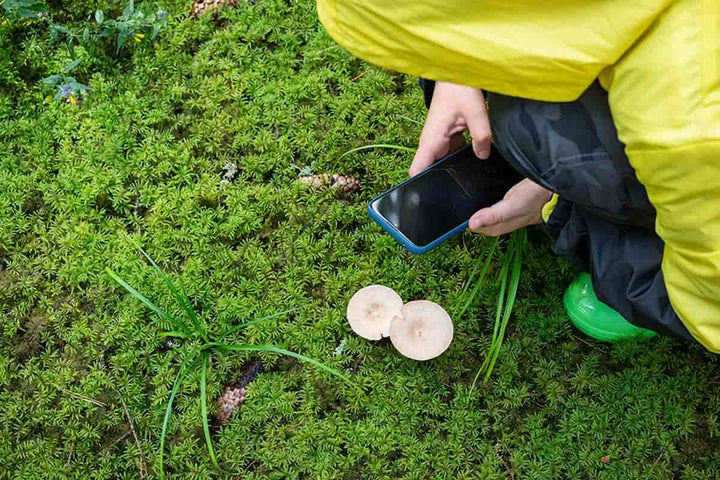 A child in a rain slicker uses a smartphone to photograph a mushroom