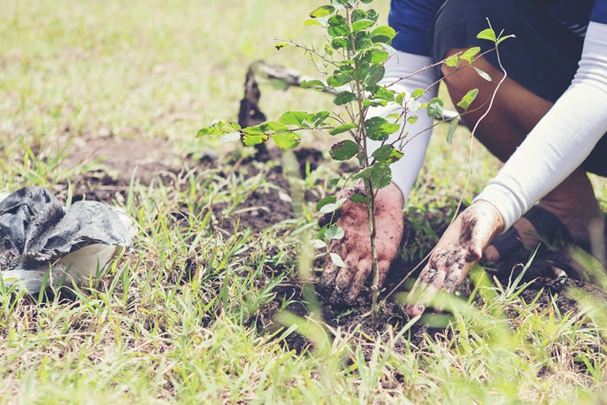 Close up of person planting tree